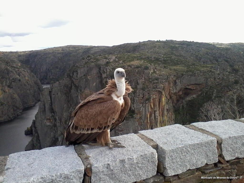 Vila Curral De L Tiu Pino Sendim  Exteriér fotografie